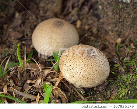 Ecological photo of Hokoritake 107926179
