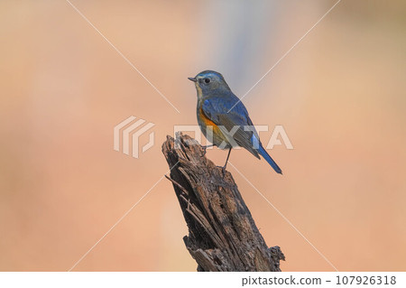 Ruribitaki Ruribitaki 107926318