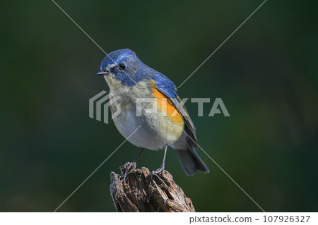 Ruribitaki Ruribitaki 107926327
