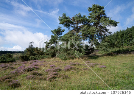 Vulkan Eifel, Rhineland-Palatinate, Germany 107926346