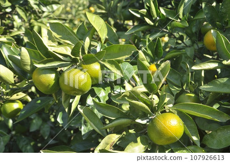 初彩橘子 107926613