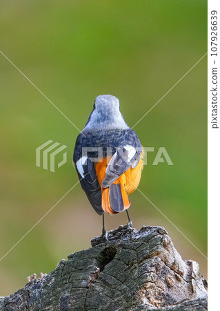 Kotobuki Kotobuki 107926639