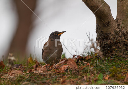 白腹 白腹 107926932