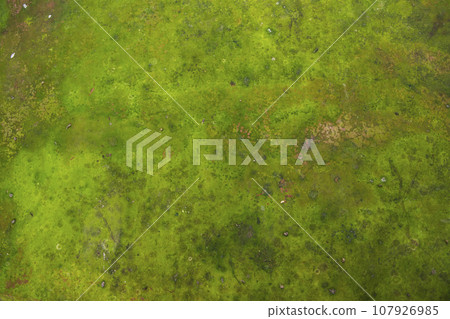 Lichen Fungi Green Moss Texture abstract background concrete wall Lichen Fungi Green Moss Texture abstract background concrete wall 107926985