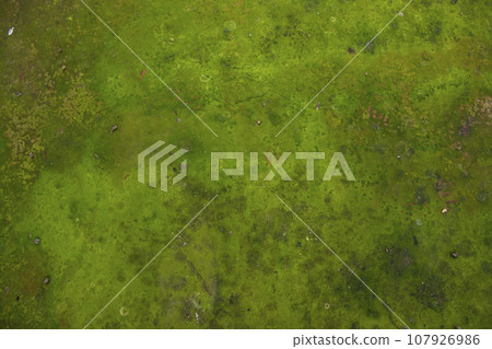 Lichen Fungi Green Moss Texture abstract background concrete wall Lichen Fungi Green Moss Texture abstract background concrete wall 107926986
