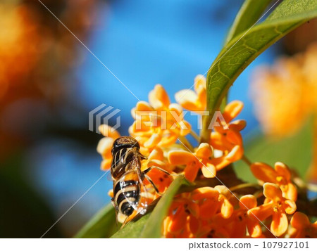 Yellow-crowned nightfly perched on an osmanthus flower (autumn sky, osmanthus, and yellow-shouldered osmanthus) Yellow-crowned nightfly perched on an osmanthus flower (autumn sky, osmanthus, and yellow-shouldered osmanthus) 107927101