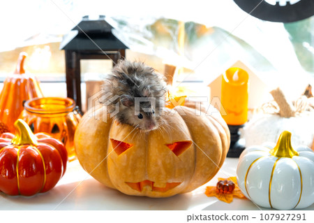 Funny shaggy fluffy hamster sits inside a pumpkin in the cut-out round hole and chews pumpkin in a Halloween decor among garlands, lanterns, candles. Harvest Festival Funny shaggy fluffy hamster sits inside a pumpkin in the cut-out round hole and chews pumpkin in a Halloween decor among garlands, lanterns, candles. Harvest Festival 107927291