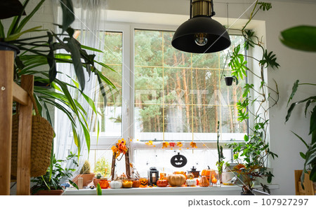 Festive decor of the house on the windowsill for Halloween in interior with homemade potted plants- pumpkins, Jack o lanterns, skulls, skeletons, candles and garland - cozy and terrible mood Festive decor of the house on the windowsill for Halloween in interior with homemade potted plants- pumpkins, Jack o lanterns, skulls, skeletons, candles and garland - cozy and terrible mood 107927297