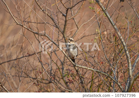Thrush Thrush 107927396