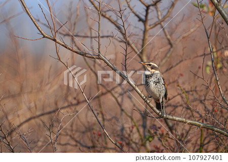 Thrush Thrush 107927401