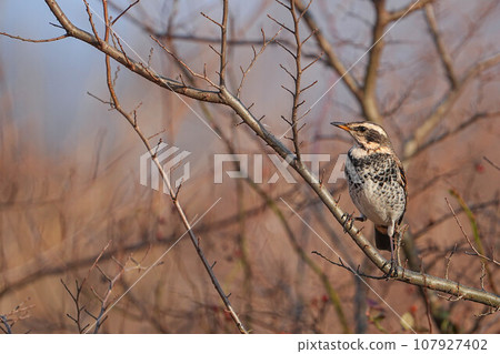 Thrush 107927402