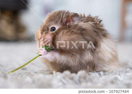 Funny fluffy Syrian hamster eats a green branch of clover, stuffs his cheeks. Food for a pet rodent, vitamins. Close-up 107927484