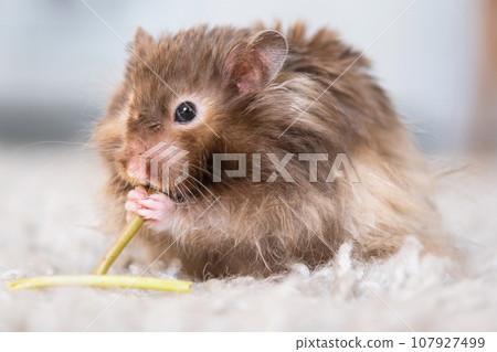 Funny fluffy Syrian hamster eats a green branch of clover, stuffs his cheeks. Food for a pet rodent, vitamins. Close-up 107927499