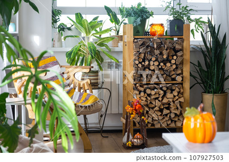 Bright sunny interior of the house with with firewood, an armchair, large potted plants and an autumn decor of pumpkins for halloween and autumn mood. Bright sunny interior of the house with with firewood, an armchair, large potted plants and an autumn decor of pumpkins for halloween and autumn mood. 107927503