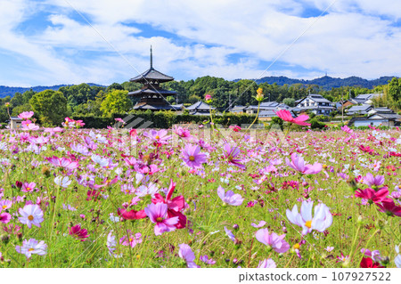 World heritage Hokiji Temple wrapped in cosmos in full bloom World heritage Hokiji Temple wrapped in cosmos in full bloom 107927522