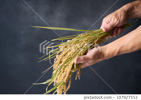 手裡拿著稻穗 107927552