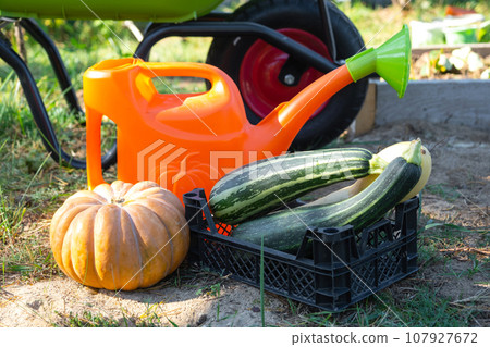 Harvesting vegetables in the garden, pumpkin, zucchini, tomatoes, carrots in a basket next to a watering can and a garden cart. Harvest festival, gifts of autumn, cultivation of eco-friendly products Harvesting vegetables in the garden, pumpkin, zucchini, tomatoes, carrots in a basket next to a watering can and a garden cart. Harvest festival, gifts of autumn, cultivation of eco-friendly products 107927672