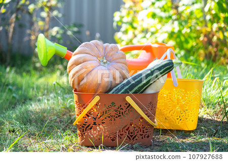 Harvesting vegetables in the garden, pumpkin, zucchini, tomatoes, carrots in a basket next to a watering can and a garden cart. Harvest festival, gifts of autumn, cultivation of eco-friendly products 107927688