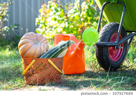 Harvesting vegetables in the garden, pumpkin, zucchini, tomatoes, carrots in a basket next to a watering can and a garden cart. Harvest festival, gifts of autumn, cultivation of eco-friendly products Harvesting vegetables in the garden, pumpkin, zucchini, tomatoes, carrots in a basket next to a watering can and a garden cart. Harvest festival, gifts of autumn, cultivation of eco-friendly products 107927689