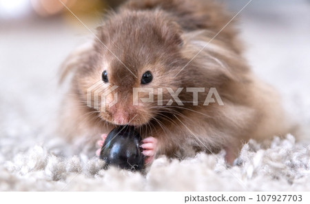 Funny fluffy Syrian hamster eats a a grape berry, stuffs his cheeks. Food for a pet rodent, vitamins. Close-up 107927703