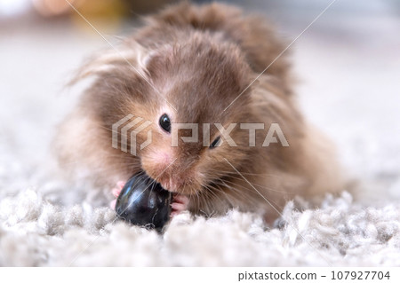 Funny fluffy Syrian hamster eats a a grape berry, stuffs his cheeks. Food for a pet rodent, vitamins. Close-up Funny fluffy Syrian hamster eats a a grape berry, stuffs his cheeks. Food for a pet rodent, vitamins. Close-up 107927704