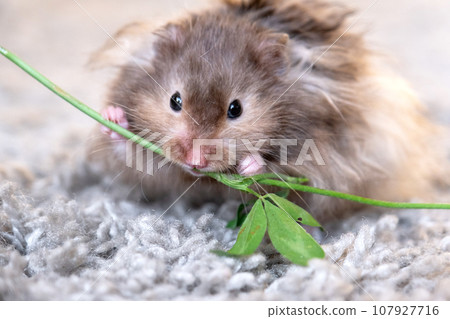 Funny fluffy Syrian hamster eats a green branch of clover, stuffs his cheeks. Food for a pet rodent, vitamins. Close-up 107927716