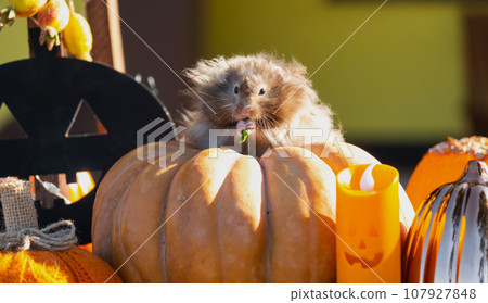 A funny shaggy fluffy hamster sits on a pumpkin and chews a leaf in a Halloween decor among garlands, lanterns, candles. Harvest Festival 107927848