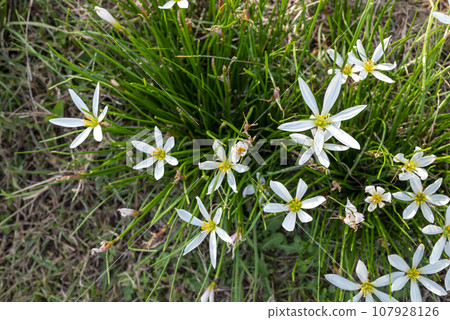 Zephyranthes flower autumn flower image 107928126