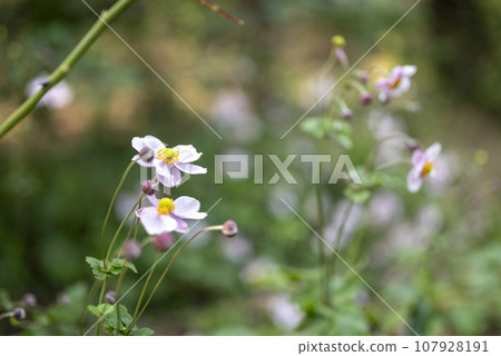 Autumn chrysanthemum flower image Autumn chrysanthemum flower image 107928191