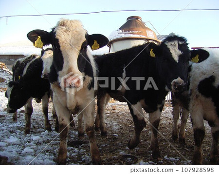 Holstein heifer 1 free-range in an electric fence Holstein heifer 1 free-range in an electric fence 107928598