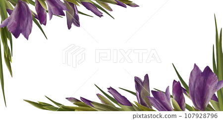 Watercolor gladioluses plant. Floral frame, banner with violet flowers, buds and leaves Hand painted isolated illustration on white background. Botanical design for wedding, invitations greeting cards 107928796