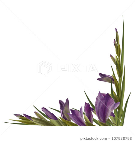 Watercolor gladioluses plant. Floral square frame with violet flowers, buds and leaves Hand painted isolated illustration white background. Botanical design for wedding, invitations and greeting cards 107928798