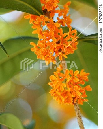 Osmanthus orange flowers (Osmanthus flowers in the shade of a tree) Osmanthus orange flowers (Osmanthus flowers in the shade of a tree) 107928908