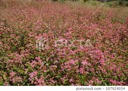 Red buckwheat flower in full bloom 107929034