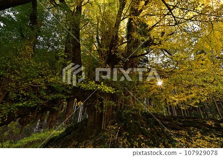 Large ginkgo tree at Joryuji Temple Large ginkgo tree at Joryuji Temple 107929078