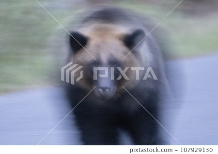 日落時棕熊的形象 107929130