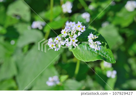 Beautiful buckwheat flowers, buckwheat field, autumn image 107929427