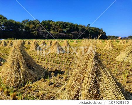 稻田裡稻草的乾燥 107929520