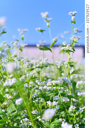 Buckwheat flowers in full bloom in autumn, Okegawa City, Saitama Prefecture 107929527