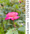Dark pink roses 107929619