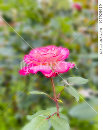 Dark pink roses Dark pink roses 107929619