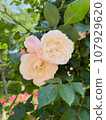 Light rose pink 107929620
