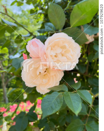 Light rose pink Light rose pink 107929620