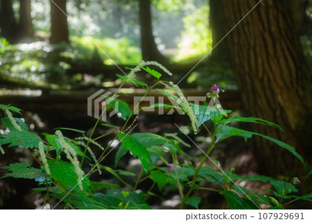 白皙的水生植物【上伊那郡辰野町】 107929691