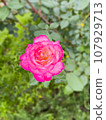 Dark pink rose 107929713