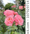 Pink rose 107929714