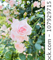 Light pink rose 107929715