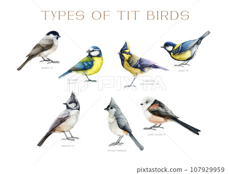 Tit bird types watercolor illustration set. Hand drawn various forest and garden bird collection. Chickadee, titmouse, great tit isolated on white background Tit bird types watercolor illustration set. Hand drawn various forest and garden bird collection. Chickadee, titmouse, great tit isolated on white background 107929959