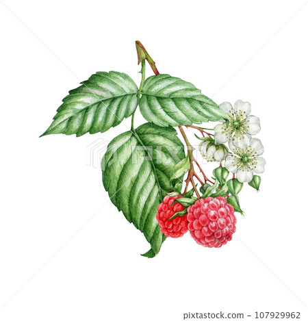 Raspberry Botanical 