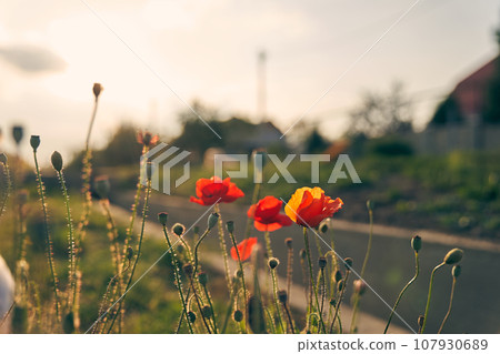 Delicate poppies against the background of blurred suburban life. Spring flowers with selective blur, soft focus, with space to copy. High quality photo 107930689